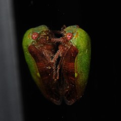 Ophiderma