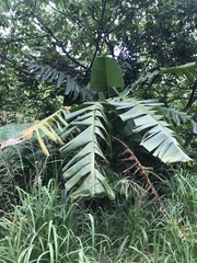 Musa acuminata