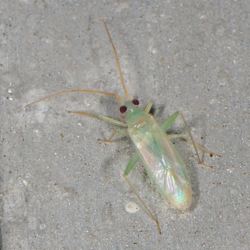 Genus Blepharidopterus · iNaturalist