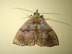 Hypena ischyra