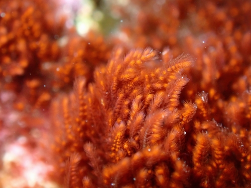 Wrangelia argus