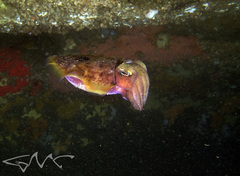 Sepia mestus