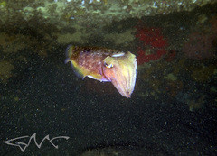 Sepia mestus