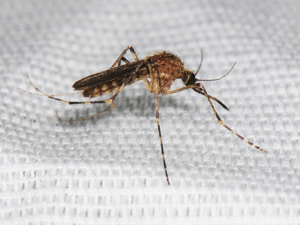 Cattail Mosquito Coquillettidia perturbans iNaturalist