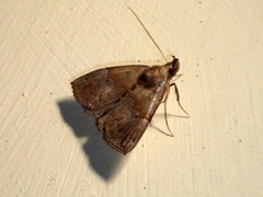 Hypena ischyra