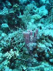 Callyspongia
