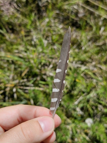 Plume de Pic tridactyle