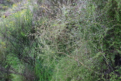 Coprosma crassifolia