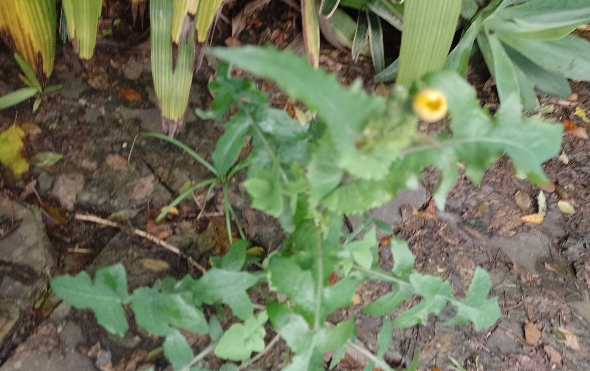 Sonchus oleraceus