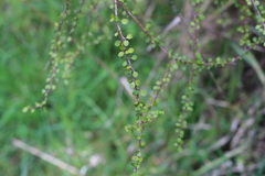 Coprosma crassifolia