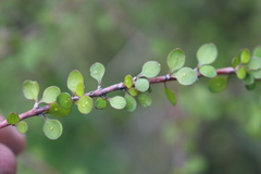 Coprosma crassifolia