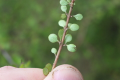 Coprosma crassifolia
