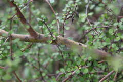 Coprosma crassifolia