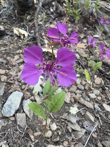 golden-anthered clarkia (Clarkia mildrediae)