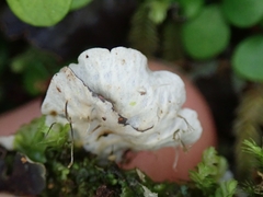 Peltigera nana