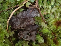 Peltigera nana