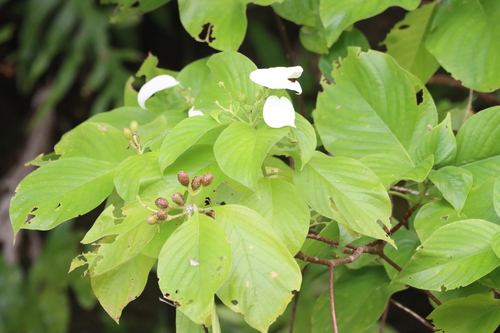 Mussaenda raiateensis observed 2023-12-10