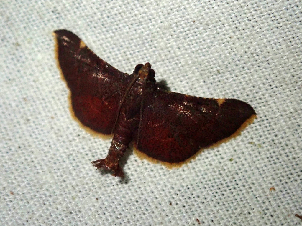 Hypsopygia marthalis