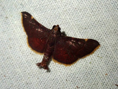 Hypsopygia marthalis