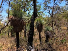 Xanthorrhoea glauca
