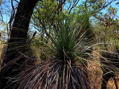 Xanthorrhoea glauca