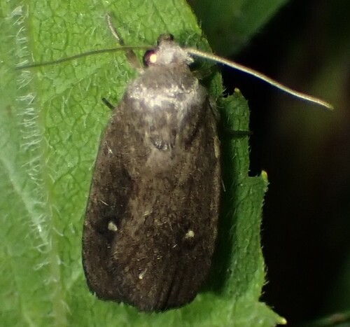 Miranda Moth photo 5