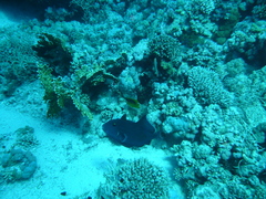 Pseudobalistes fuscus