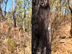 Brachychiton populneus populneus