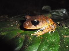 Leptobrachium
