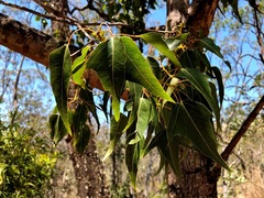 Brachychiton populneus populneus