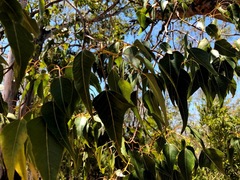 Brachychiton populneus populneus