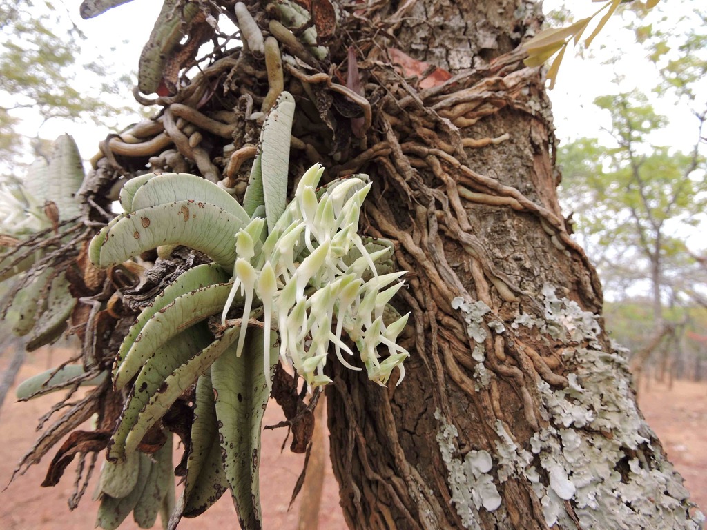 Cyrtorchis crassifolia