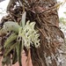 Cyrtorchis crassifolia - Photo (c) Nicholas Wightman, algunos derechos reservados (CC BY-NC), subido por Nicholas Wightman