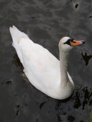 Cygnus olor