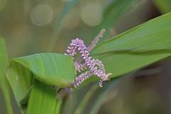 Cordyline stricta