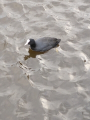 Fulica atra