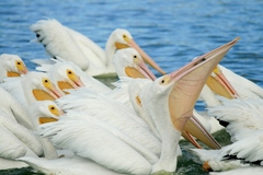 Pelecanus erythrorhynchos