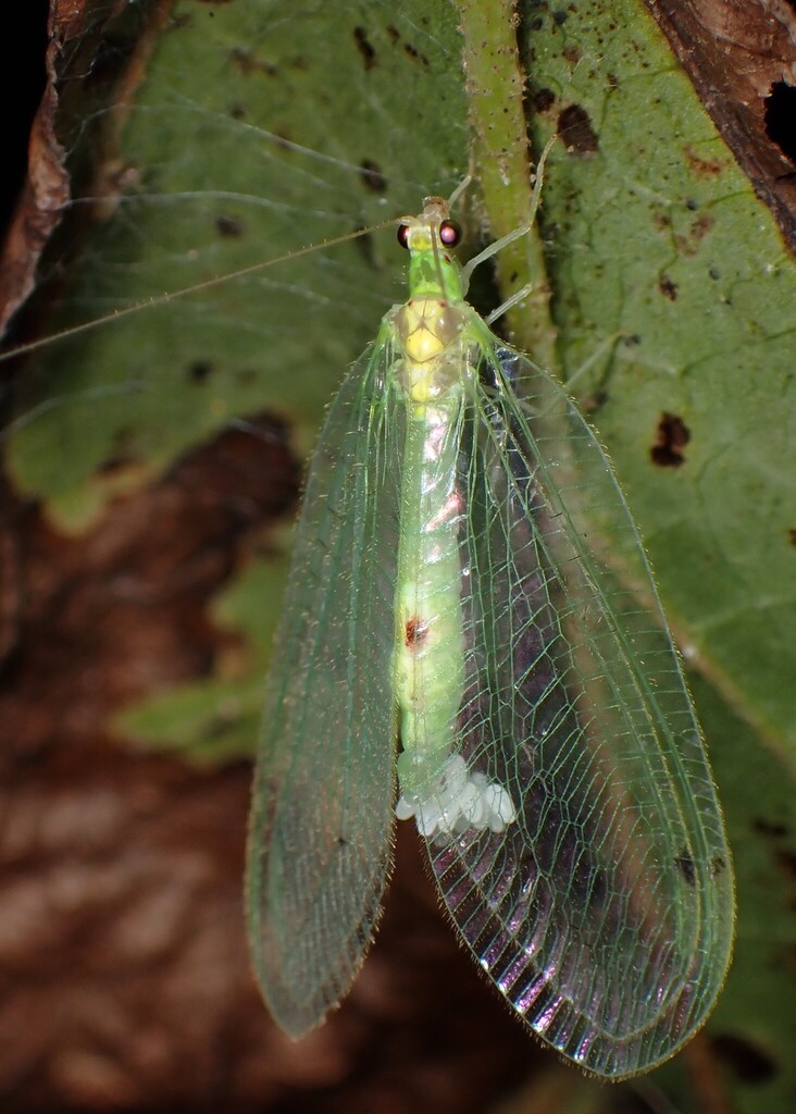 Leucochrysa insularis