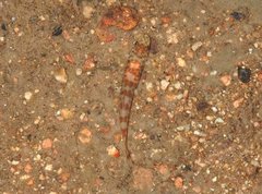 Liniparhomaloptera disparis