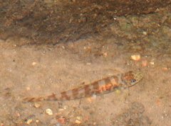 Liniparhomaloptera disparis