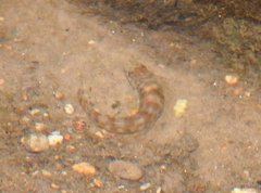 Liniparhomaloptera disparis