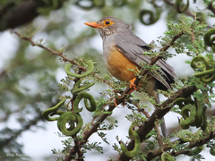 Turdus tephronotus