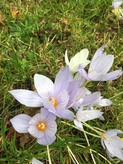 Crocus kotschyanus