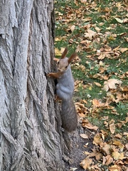 Sciurus vulgaris