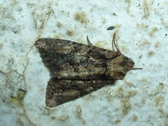 Dryobotodes tenebrosa