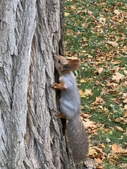Sciurus vulgaris