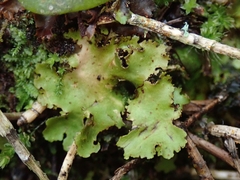 Sticta babingtonii