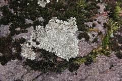 Xanthoparmelia stenophylla