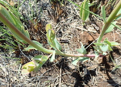 Lasiosiphon kraussianus kraussianus
