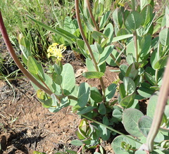 Lasiosiphon kraussianus kraussianus